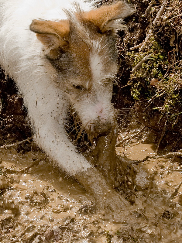 Felix Südtirol D35_4384 als Smart-Objekt-1 Kopie.jpg - Schlammlöcher stehen bei Felix ganz oben auf der Beliebtheitscsala. Er wühlte sich mit wachsender Begeisterung immer tiefer in das Schlammloch.